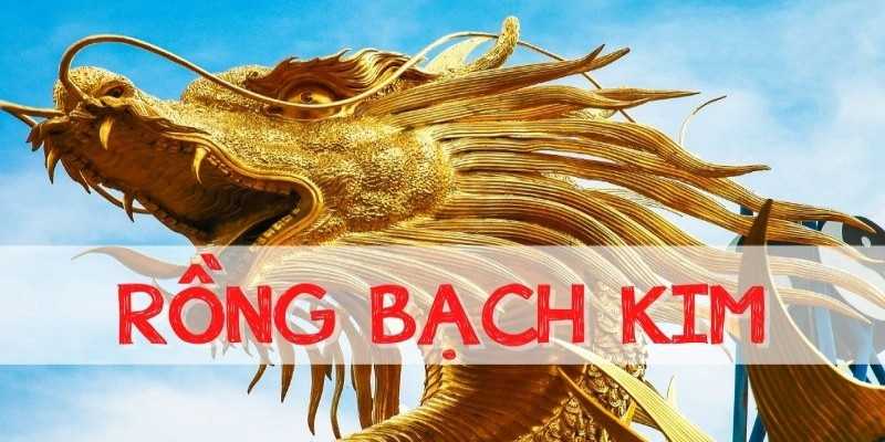 Câu hỏi thường gặp phổ biến của người dùng về dịch vụ Rồng Bạch Kim.