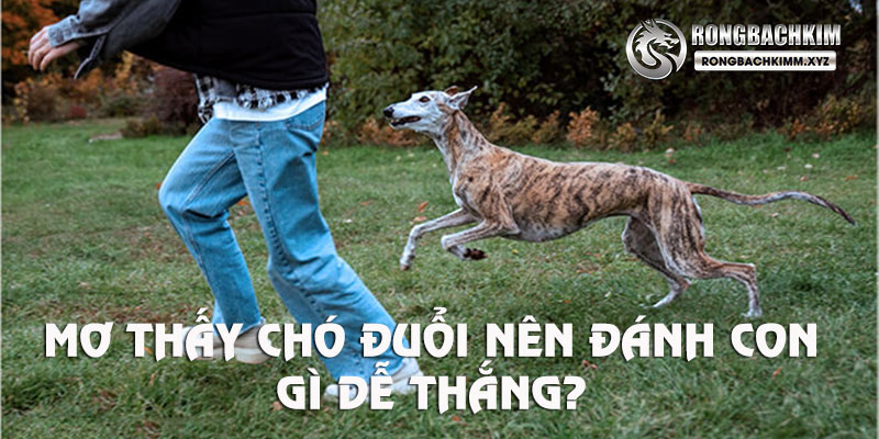 Đánh con gì nhanh giàu khi mơ thấy chó đuổi?