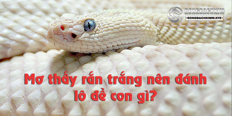 Nếu mơ thấy rắn trắng thì nên đánh con gì?