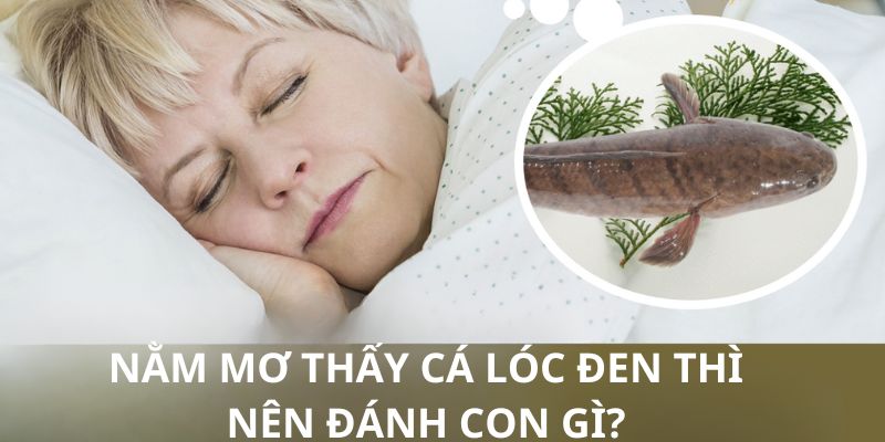 Những con số tương ứng khi nằm mơ thấy cá lóc đen mà bạn cần nắm